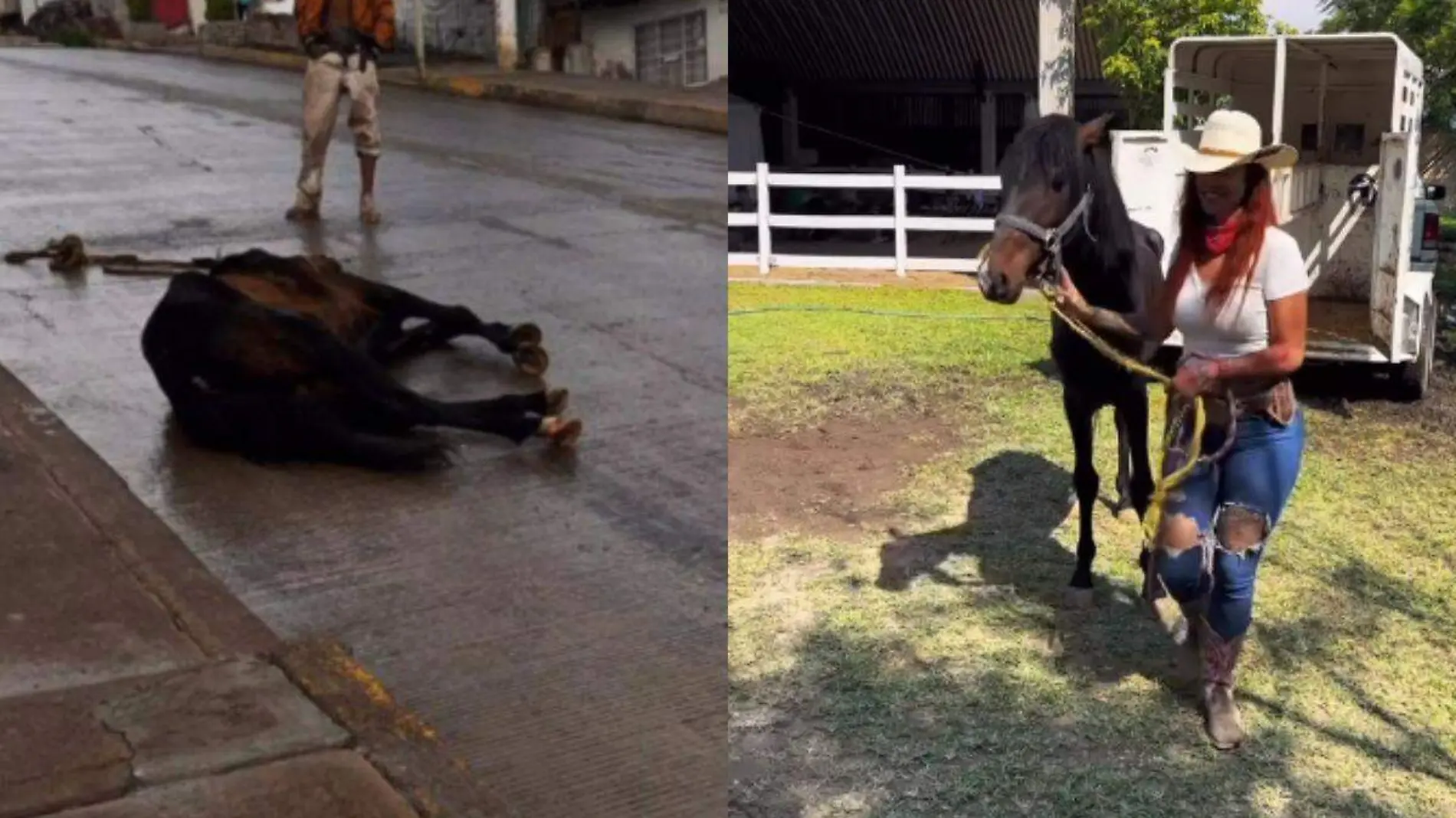 Santuario de Caballos Cuacolandia